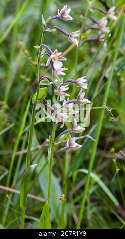Elleborina palustre (Bergonii palustris) Foto Stock