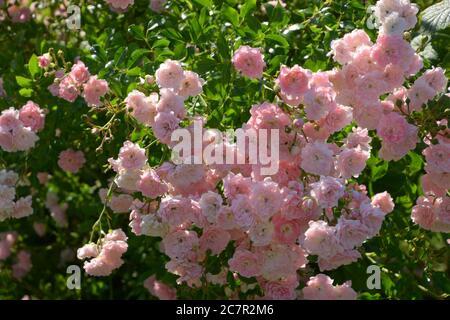 grande cespuglio con rose da giardino rosa in fiore Foto Stock