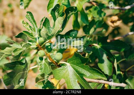 Fichi verdi su un ramo dell'albero in luce del sole. Foto Stock