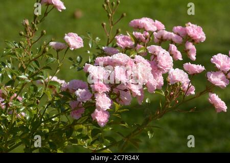 vista ravvicinata dei fiori rosa sulla macchia al sole estivo Foto Stock