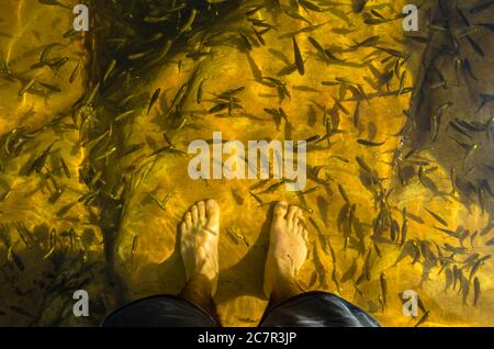 Colpo di testa di un maschio in piedi in acqua riempito con pesce piccolo Foto Stock