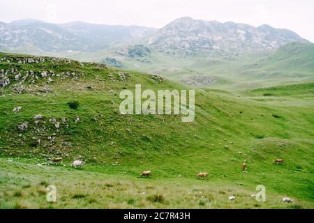 Un gregge di mucche pazza su prati verdi collinari nelle montagne del Montenegro. Durmentor National Park, Zabljak. Le mucche stanno anniarendo l'erba. Foto Stock