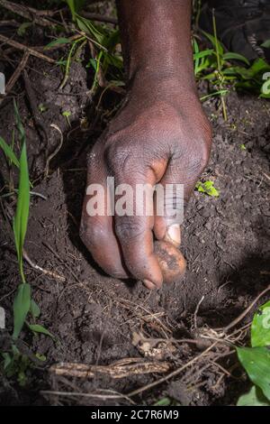 Patate irlandesi (Solanum tuberosum) piante piantate in un campo agricolo ma una donna africana, Uganda, Africa Foto Stock