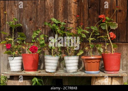 Piante di geranio con fiori rossi in pentole sullo sfondo di un muro di legno. Gerani in fiore in pentole sulla strada vicino alla casa. Foto Stock