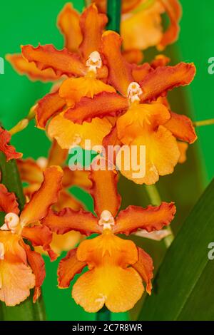 Orchidea arancione Cambria Catatante, fiorente con sfondo verde Foto Stock