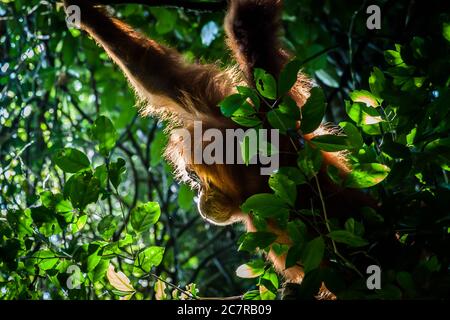 Immagine di profilo di un orangutano selvaggio appeso su un albero nel suo habitat naturale sull'isola di Sumatra Foto Stock