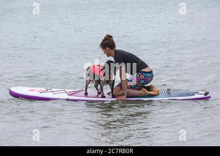 Poole, Dorset UK. 19 luglio 2020. Sessioni di addestramento del cane sulla spiaggia con i cani che imparano a paddleboard e aumentano la loro fiducia nel mare. Cocker Spaniel su tavola a pale con il proprietario. Credit: Carolyn Jenkins/Alamy Live News Foto Stock