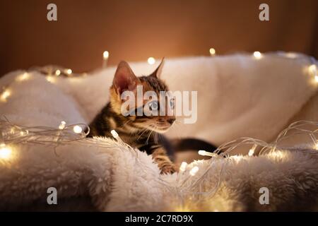 Un simpatico gattino bengala con occhi blu su una plaid beige, sullo sfondo di una ghirlanda di luci. Capodanno, gatto bello, Natale, posto vuoto f Foto Stock