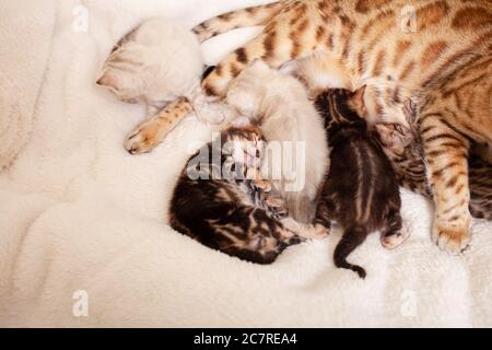 Un gatto leopardo bengala si trova su una plaid beige con piccoli gattini. Il gatto ha dato alla luce i gattini, i gattini succhiano il latte dalla madre, i gatti carini. Alimentazione Foto Stock