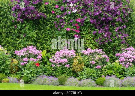 Colorato piccolo giardino d'estate confine con clematis che cresce attraverso la siepe di pyracantha sopra la flox rosa, gli idrangee, dahlias e l'aubrizia - Inghilterra, Regno Unito Foto Stock