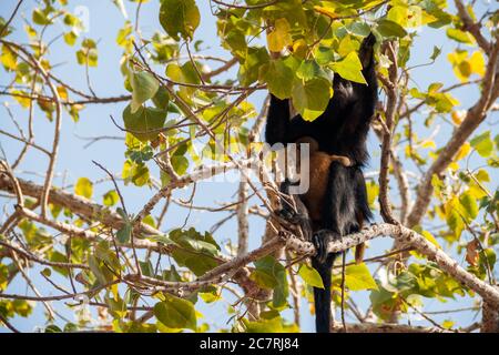 Piccola scimmia bambino che tiene la sua madre sulla cima di un albero a Bali Foto Stock