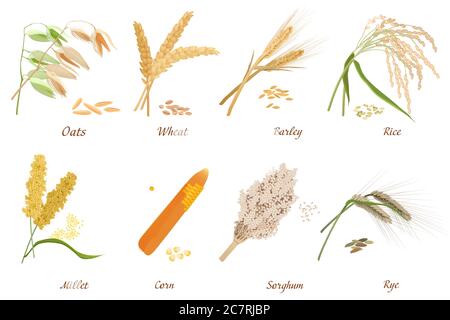 Set di illustrazioni vettoriali piatte per steli di cereali. Grano, orzo, spighe di segale con i nomi disegni pack. Raccolta di clipart isolate su sfondo bianco. Raccolta di cereali, raccolto di mais Illustrazione Vettoriale