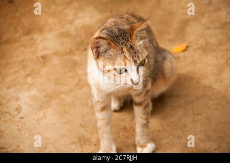 Un'immagine ravvicinata di un bel gatto a strisce con occhi verdi Foto Stock