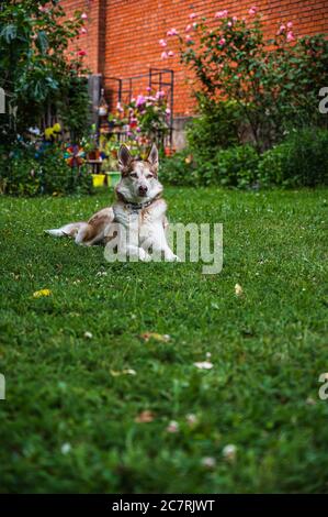 Husky si trova in un prato in un cortile posteriore in una soleggiata giornata estiva Foto Stock