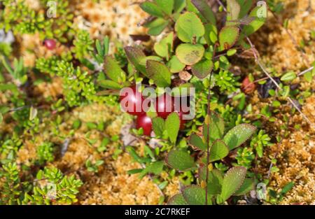 Primo piano di Arctostaphylos uva-ursi arbusto basso, noto anche come Kinnikinnick o bearberry