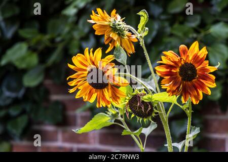 Piccole teste di piante di girasole arancioni in un giardino. Foto Stock