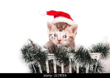 Piccolo Kitten Babbo Natale britannico. Gattino un mese Foto Stock