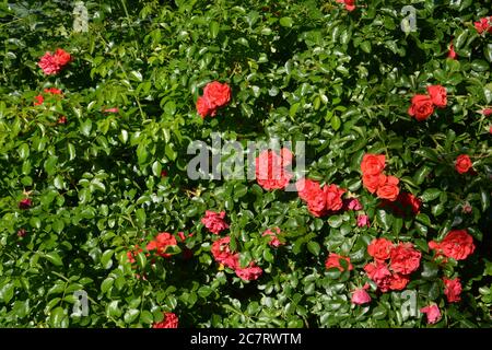 grande cespuglio di rosa rosso con molti fiori e foglie verdi lucenti Foto Stock