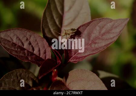 Primo piano di un piccolo coleottero sulle foglie di borgogna Foto Stock