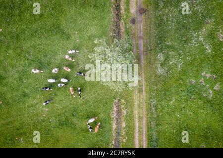 Mandria di mucche su un prato nella contea di WegROW, Voivodato Mazoviano nella Polonia centro-orientale Foto Stock