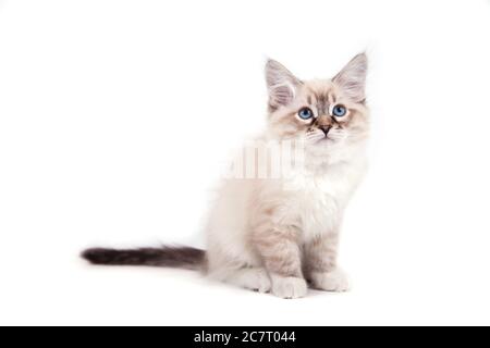 Piccolo siberiano Neva Masquerade gattino su sfondo bianco Foto Stock