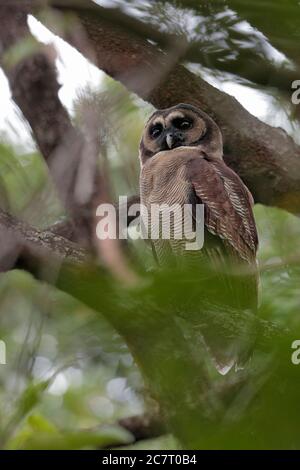 Brown Wood Owl (Strix leptogrammica) - Tai Lam Country Park, Hong Kong, Cina 26 novembre 2019 Foto Stock