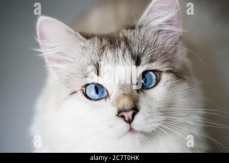 Gatto affamato con gli occhi blu guardando e aspettando il cibo Foto Stock