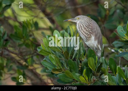 Chinese Pond Heron (Ardeola bacchus) - piumaggio non riproduttivo, arroccato in mangrovie, mai po Nature Reserve, Deep Bay, Hong Kong, Cina 12 novembre 2019 Foto Stock