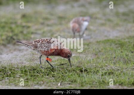 Callew Sandpiper (Calidris ferruginea) - crumage di allevamento, bandiera australiana, su mossy fangflat, mai po Riserva Naturale, Deep Bay, Hong Kong, Cina 15 Foto Stock