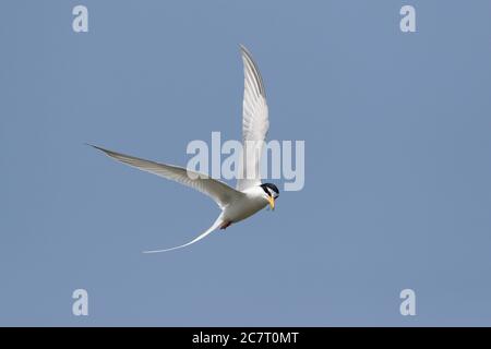 Little Tern (Sternula albifrons) - in volo contro un cielo blu, Naha, Okinawa, Giappone 2 maggio 2019 Foto Stock