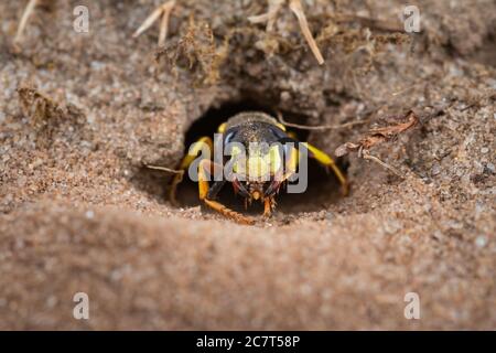 Primo piano di una vespe di Beewolf (Philanthus sp) emergendo dal burrone appena scavato nella sabbia Foto Stock