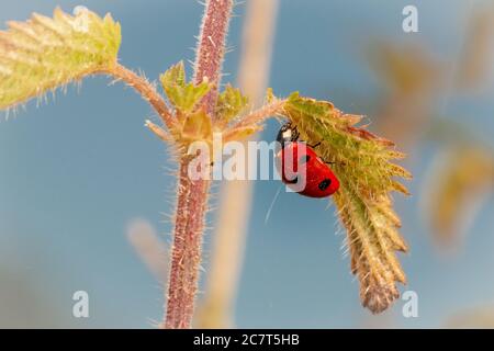 Un ladybird 7-sport coperto di rugiada (Coccinella septempunctata) prende una passeggiata intorno ad una pianta di ortica alla ricerca di più afidi da alimentare sopra Foto Stock