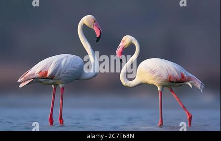 I fenicotteri più grandi sono famosi uccelli rosa che si trovano in regioni calde e acquose in molti continenti. Favoriscono ambienti come estuari e saline. Foto Stock