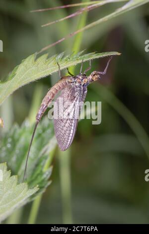 Un ritratto di un mayfly adulto appena emerso seduto sopra A nettica (Ephermera danica) Foto Stock