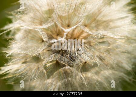 testa di seme di tragopogon pratensis, prato salsify, showy capra's-beard fuoco macro selettivo in prato Foto Stock