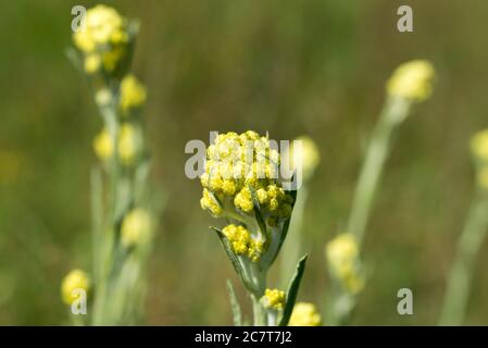 Helichrysum arenarium nana everlast immortelle fiori gialli in prato macro fuoco selettivo Foto Stock