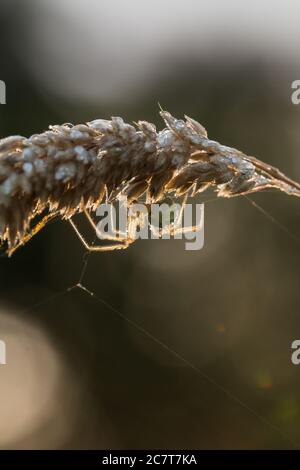 Ragno di cetriolo (Araniella cucerbitina) seduto sull'erba con il sole della mattina presto alle spalle esso Foto Stock