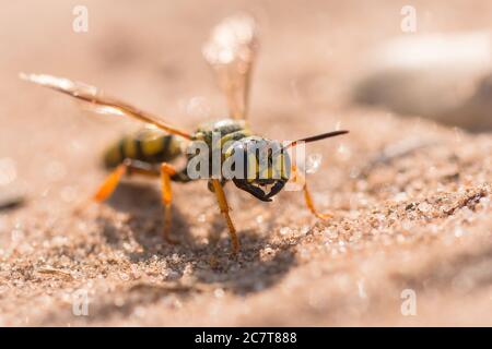 Un lupo di api (triangolo di Philanthus) seduto sulla sabbia pronto a decollo per trovare un'altra ape come preda dopo aver scavato un burrow in preparazione Foto Stock