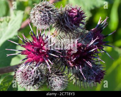 Wooly burdock (Arctium tomentosum) Foto Stock