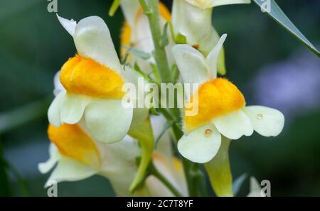 Burro e uova (Linaria vulgaris) Foto Stock