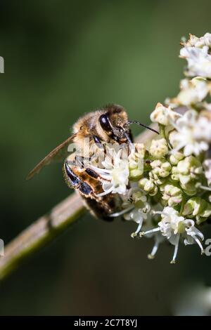 Un'ape di miele (Apis mellifera) siede su un fiore in questo primo piano di una sessione di alimentazione a Lakenheath Fen, Suffolk Foto Stock