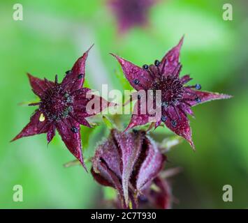 Arenati viola (Comarum palustre) Foto Stock