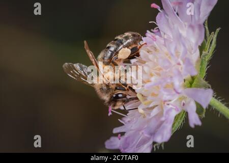 Il bumblebee si nutre dei fiori di alga su Devils Dyke vicino a Newmarket Foto Stock