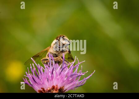 Un drone fly comune (Eristalis tenax) Fare una pausa sulle alghe in una natura norfolk riservare e pulire il polline Foto Stock