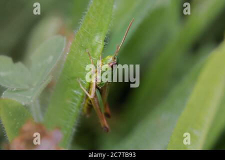 Grasshopper nascondersi tra le foglie di Thompson Common a Norfolk Foto Stock