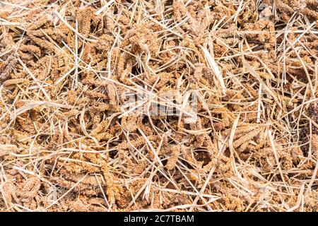 Miglio di dito (coracana di Eleusine) pianta raccolto ed essiccare, Uganda, Africa Foto Stock