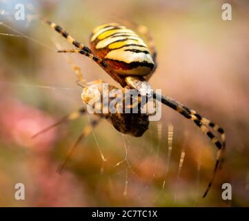 Ragno WASP (Argiope bruennichi) che avvolge la preda appena catturata nel suo web su una brughiera Suffolk Foto Stock