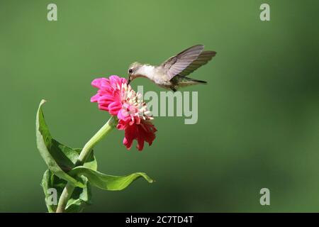 Femmina rubino colubris archilochus colubris con la gola di un fiore rosa di zinnia Foto Stock