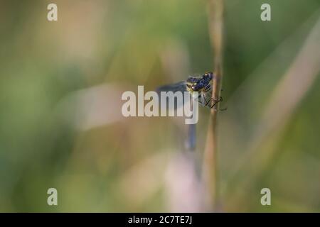 Una damselfly (Lestes sponsora) seduta su una canna. La testa in fuoco ma il corpo sbiadisce nello sfondo Foto Stock