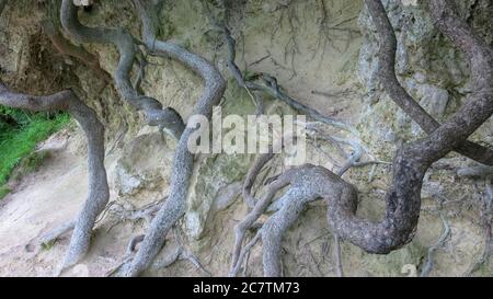 Bella immagine di grandi rami lunghi e radici di albero tropicale ficu nel parco Foto Stock